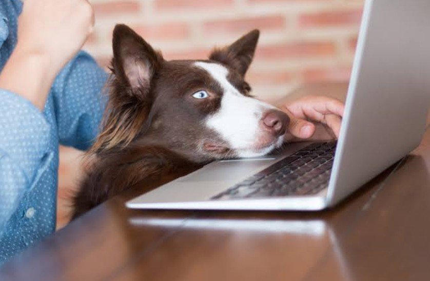 How to Find Clear, Trustworthy Pet Health Advice Online How to Find Clear, Trustworthy Pet Health Advice Online
